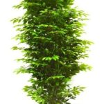 Artificial ficus tree natural trunk 3 meters