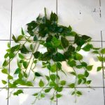 Artificial hanging plant 50cm.