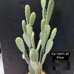 Artificial cactus